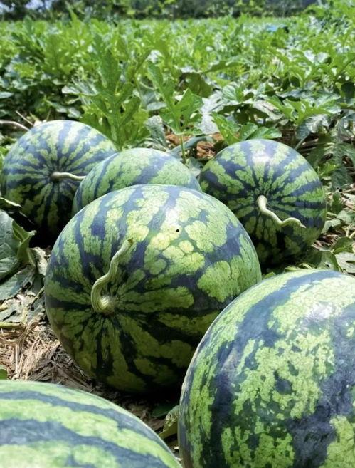 临沧吃瓜事件视频最新情况