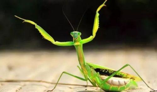 螳螂会吃秋瓜吗图片视频