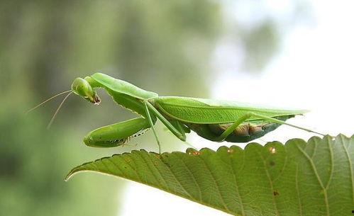 螳螂会吃秋瓜吗图片视频