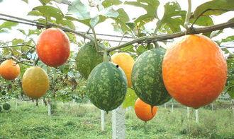 广东人吃吊瓜视频大全集,视频大全集带你领略吊瓜的独特魅力