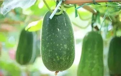 吃瓜解暑的视频,跟着视频学吃瓜解暑