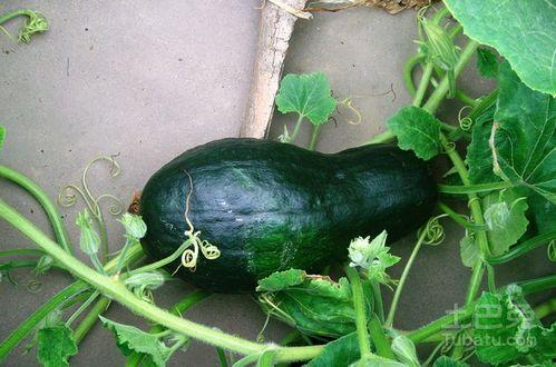 河南吃瓜视频合集大全,趣味横生的民间生活剪影