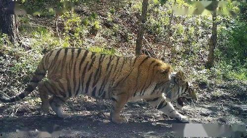 东北虎子吃瓜视频,揭秘网红美食背后的故事