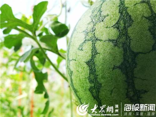 吃瓜大树视角视频