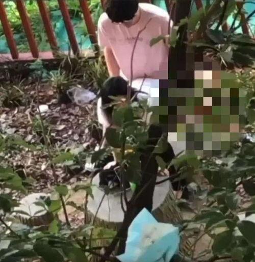 吃瓜大树视角视频