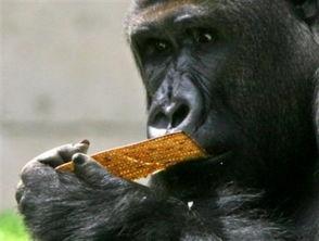 主播吃瓜猩猩是谁啊视频,网络红人的崛起之路