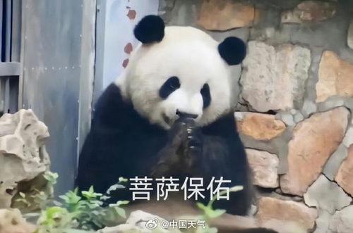 吃瓜看熊猫视频下载苹果,苹果用户专属教程